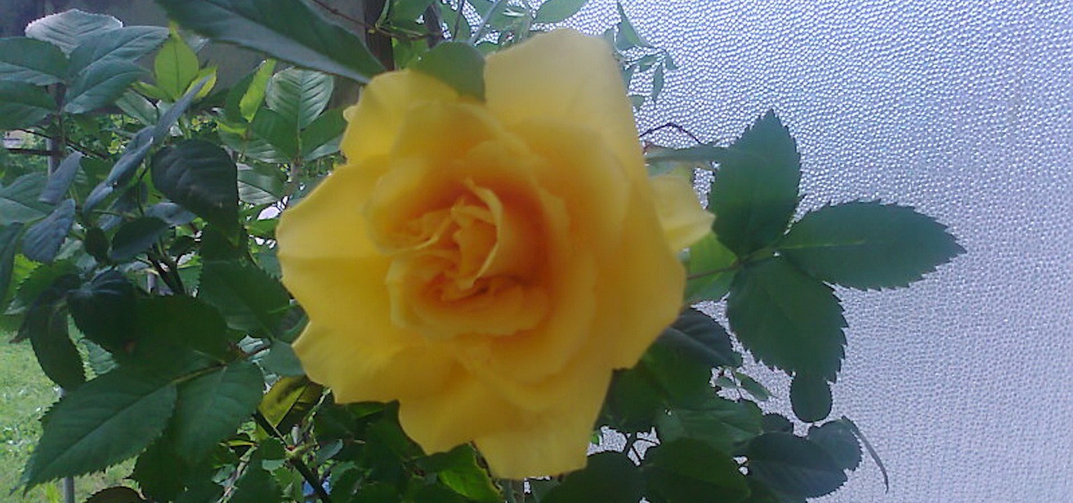 Vrtnica - Jelka Kolar
